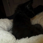 Nobu Savannah, F-2B, Smoke, Female DOB 5-16-17