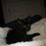 Nobu Savannah, F-2B, Smoke, Female DOB 5-16-17