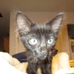 Nobu Savannah, F-2B, Smoke, Female DOB 5-16-17