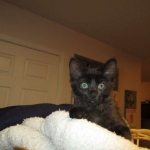 Nobu Savannah, F-2B, Smoke, Female DOB 5-16-17