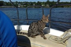 Beauregard Savannah F-2B Brown Spotted Male Pink Nose DOB 9-16-15