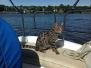 Beauregard Savannah F-2B Brown Spotted Male Pink Nose DOB 9-16-15