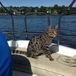 Beauregard, F-2B savannah on the boat.