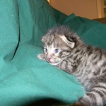 Savannah F-2B Male DOB 9-16-15