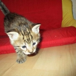 Savannah, F-2B, Brown (black) spotted female DOB 12/17/16