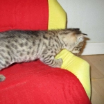 Savannah, F-2B, Brown (black) spotted female DOB 12/17/16