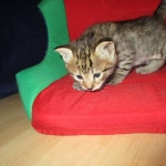 Savannah, F-2B, Brown (black) spotted female DOB 12/17/16