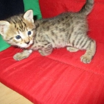 Savannah, F-2B, Brown (black) spotted female DOB 12/17/16