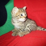 Savannah, F-2B, Brown (black) spotted female DOB 12/17/16