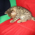 Savannah, F-2B, Brown (black) spotted female DOB 12/17/16