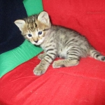 Savannah, F-2B, Brown (black) spotted female DOB 12/17/16