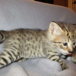 Savannah, F-2B, Brown (black) spotted female DOB 12/17/16