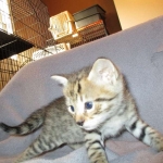 Savannah, F-2B, Brown (black) spotted female DOB 12/17/16