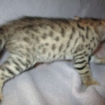 Savannah, F-2B, Brown (black) spotted female DOB 12/17/16
