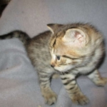 Savannah, F-2B, Brown (black) spotted female DOB 12/17/16