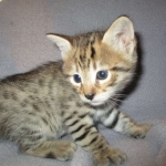 Savannah, F-2B, Brown (black) spotted female DOB 12/17/16