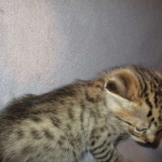 Savannah, F-2B, Brown (black) spotted female DOB 12/17/16