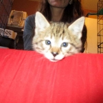 Savannah, F-2B, Brown (black) spotted female DOB 12/17/16