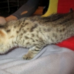 Savannah, F-2B, Brown (black) spotted female DOB 12/17/16