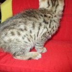 Savannah, F-2B, Brown (black) spotted female DOB 12/17/16