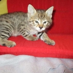 Savannah, F-2B, Brown (black) spotted female DOB 12/17/16