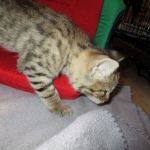 Savannah, F-2B, Brown (black) spotted female DOB 12/17/16