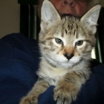 Savannah, F-2B, Brown (black) spotted female DOB 12/17/16