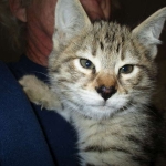 Savannah, F-2B, Brown (black) spotted female DOB 12/17/16