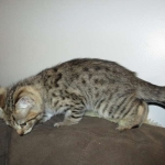 Savannah, F-2B, Brown (black) spotted female DOB 12/17/16
