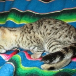 Savannah, F-2B, Brown (black) spotted female DOB 12/17/16