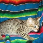 Savannah, F-2B, Brown (black) spotted female DOB 12/17/16