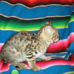 Savannah, F-2B, Brown (black) spotted female DOB 12/17/16