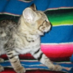 Savannah, F-2B, Brown (black) spotted female DOB 12/17/16