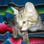 Savannah, F-2B, Brown (black) spotted female DOB 12/17/16