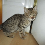 Savannah, F-2B, Brown (black) spotted female DOB 12/17/16
