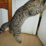 Savannah, F-2B, Brown (black) spotted female DOB 12/17/16