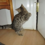 Savannah, F-2B, Brown (black) spotted female DOB 12/17/16