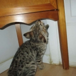 Savannah, F-2B, Brown (black) spotted female DOB 12/17/16