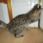 Savannah, F-2B, Brown (black) spotted female DOB 12/17/16