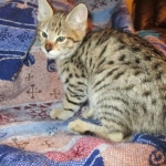 Cherub, Savannah, F-2B, Brown (black) spotted female DOB 12/17/16