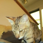 Cherub, Savannah, F-2B, Brown (black) spotted female DOB 12/17/16