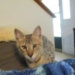 Cherub, Savannah, F-2B, Brown (black) spotted female DOB 12/17/16