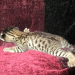 Savannah, F-2B, Brown black) spotted female DOB 12/17/16