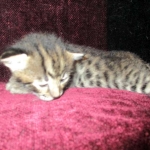 Savannah, F-2B, Brown black) spotted female DOB 12/17/16