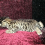 Savannah, F-2B, Brown black) spotted female DOB 12/17/16