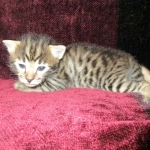 Savannah, F-2B, Brown black) spotted female DOB 12/17/16