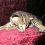 Savannah, F-2B, Brown black) spotted female DOB 12/17/16