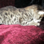 Savannah, F-2B, Brown black) spotted female DOB 12/17/16