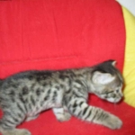 Savannah, F-2B, Brown black) spotted female DOB 12/17/16