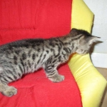 Savannah, F-2B, Brown black) spotted female DOB 12/17/16